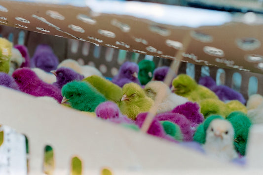 A bunch of stuffed animals in a basket