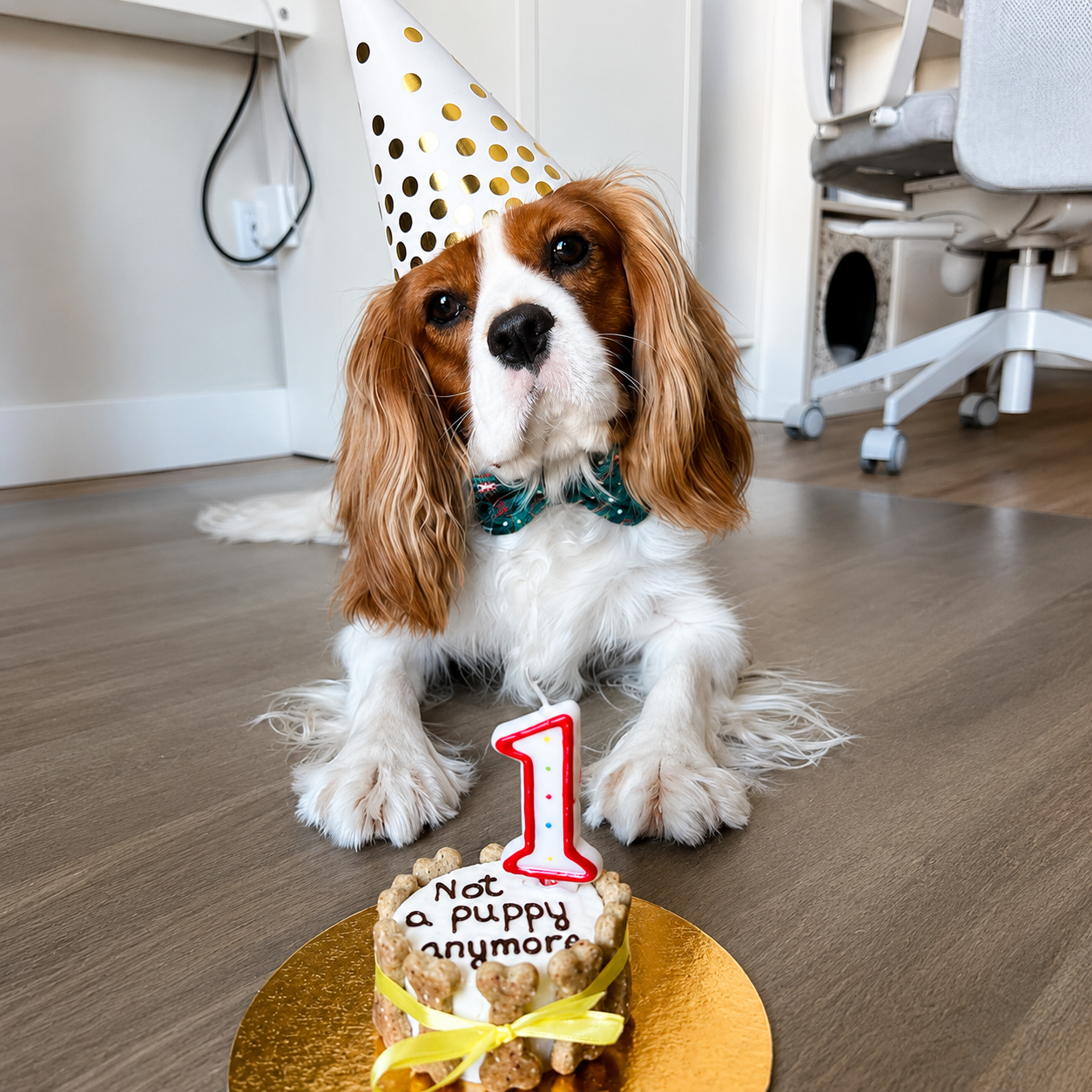 Not a Puppy Anymore Dog Birthday Cake